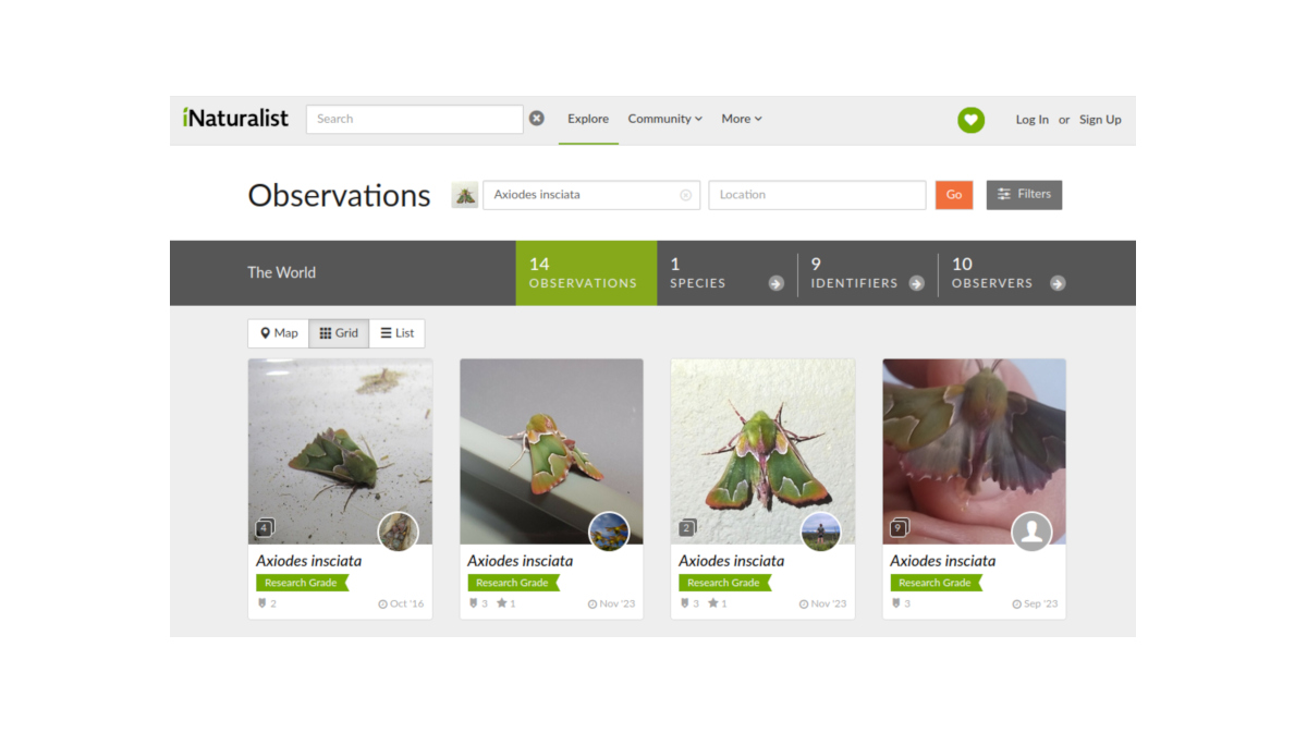 Screenshot of iNaturalist page showing pictures of D. insciata.