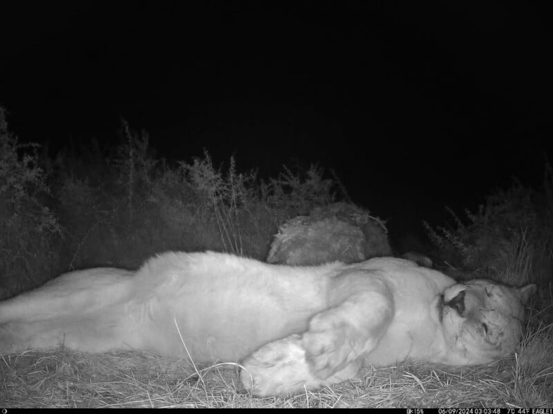A lion lies on its side, resting on dry grass at night. The black-and-white image is captured by a trail camera, with bushes visible in the background under the night sky.