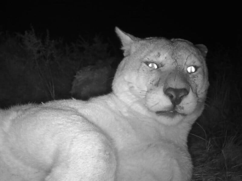 A close-up, black-and-white night vision photo of a puma staring at the camera with glowing eyes, its fur illuminated against a dark, grassy background.