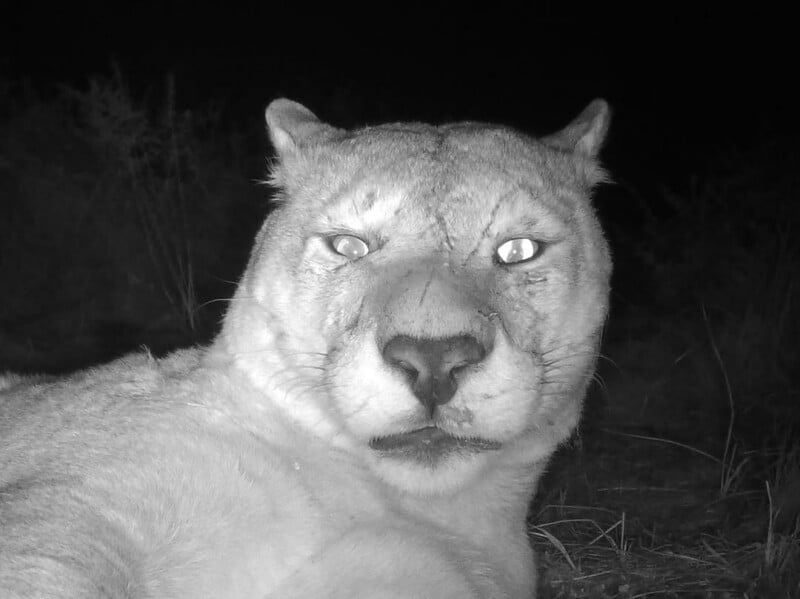 Close-up, black and white photo of a large wild cat, possibly a puma or mountain lion, taken at night with a trail camera. The animal is looking directly at the camera, with grass and darkness in the background.