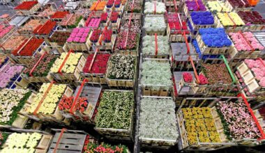 Dutch flower growers massively using banned pesticides