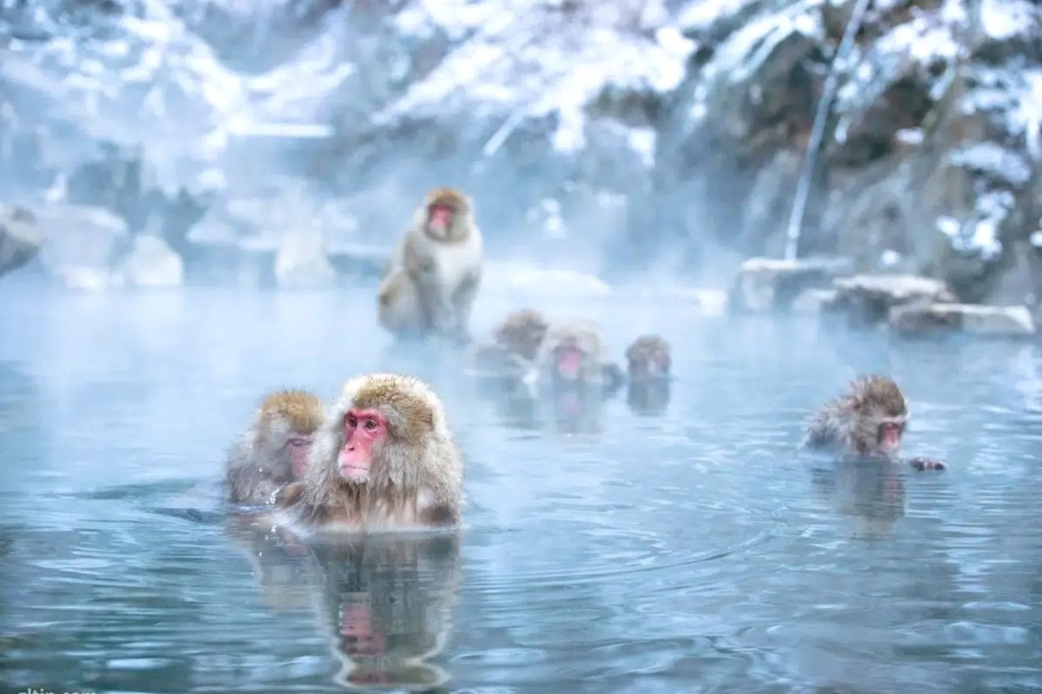 Japanese monkeys bathe to avoid freezing. Unbeknownst to them, this habit is rewriting their microscopic biology.