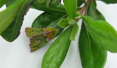 Citizen science rediscovers rare South African moth