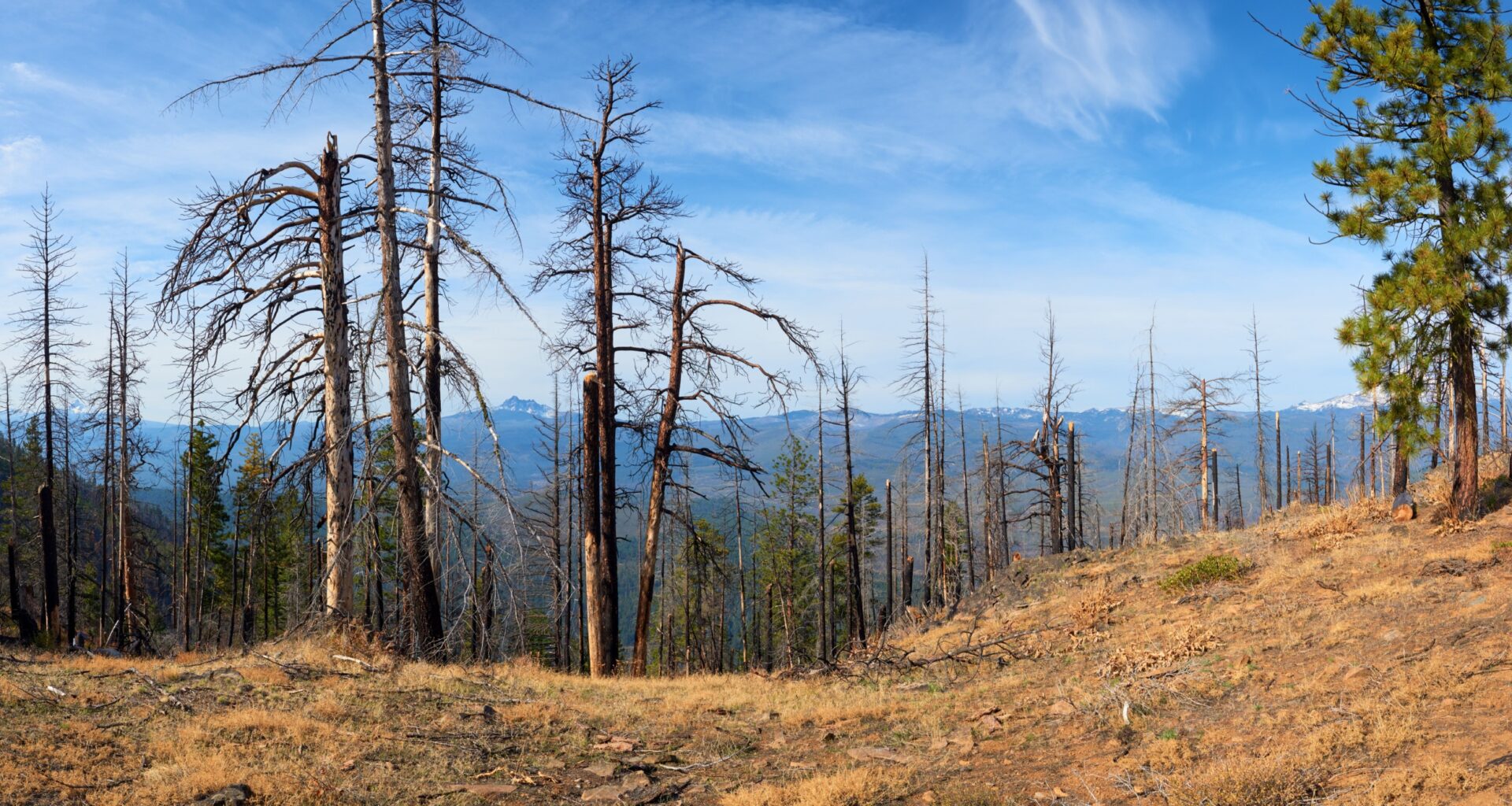 Forests capture more methane from the air as the planet warms
