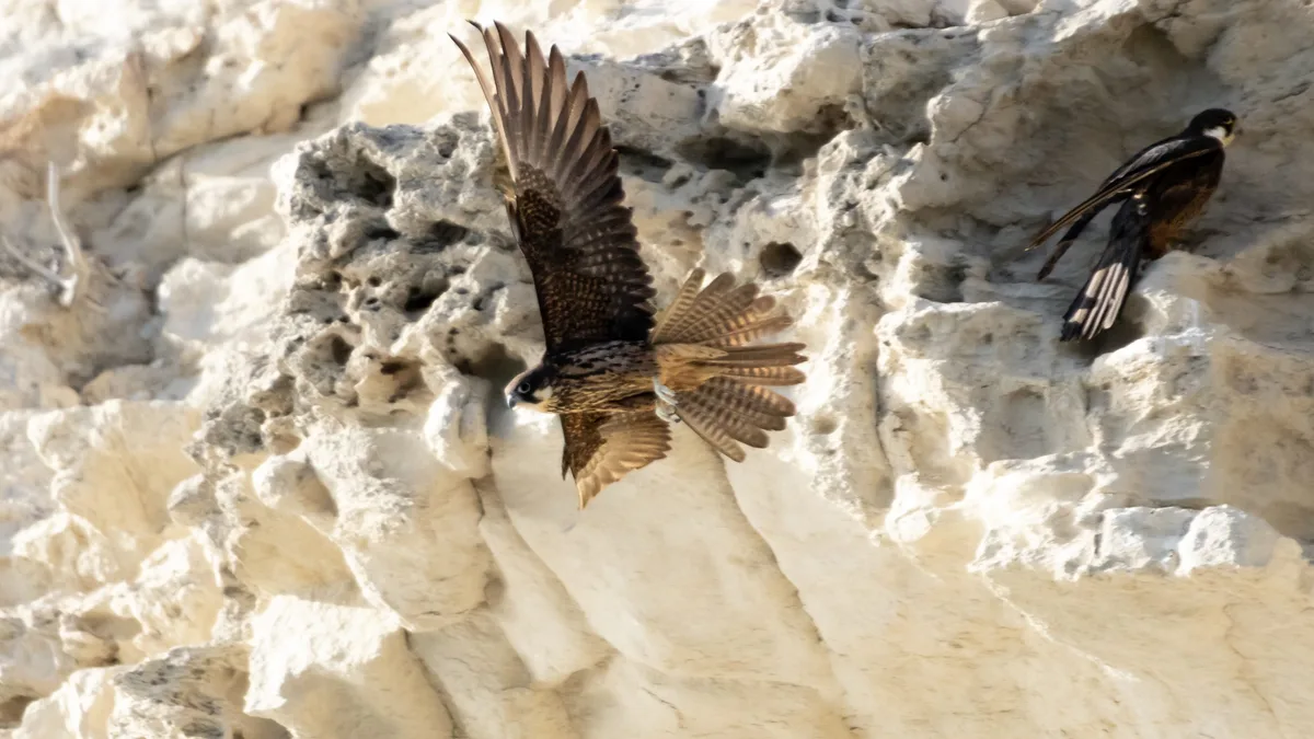Eleonora's Falcon - bird of prey 