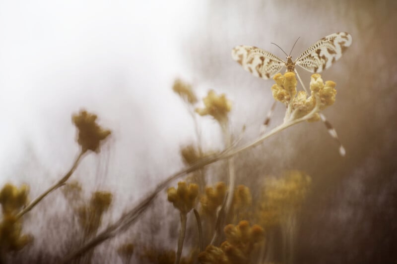 A patterned butterfly with outstretched wings perched on the tip of a yellow wildflower, surrounded by soft-focus plants and a muted, dreamy background.