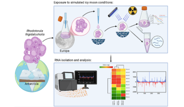 Exploring The Habitability Of The Outer Solar System Icy Moons For The Extremotolerant Yeast Rhodotorula frigidalcoholis