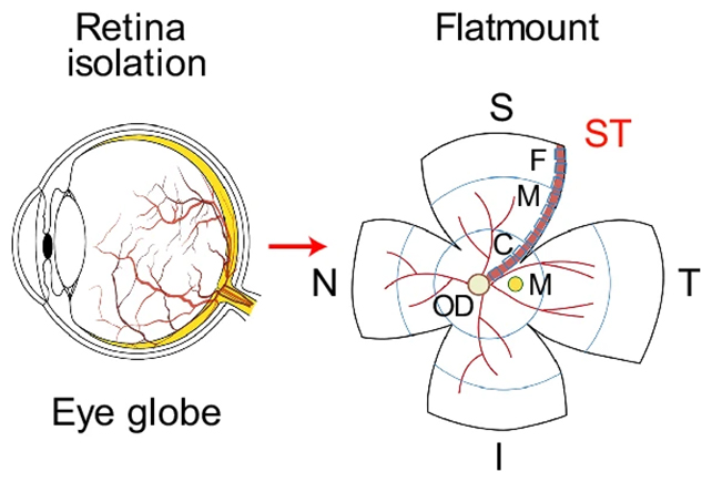 Eye diagram
