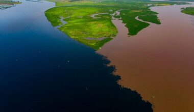 Earth’s Largest Land-Based Carbon Sink Has Sprung a Disturbing Leak