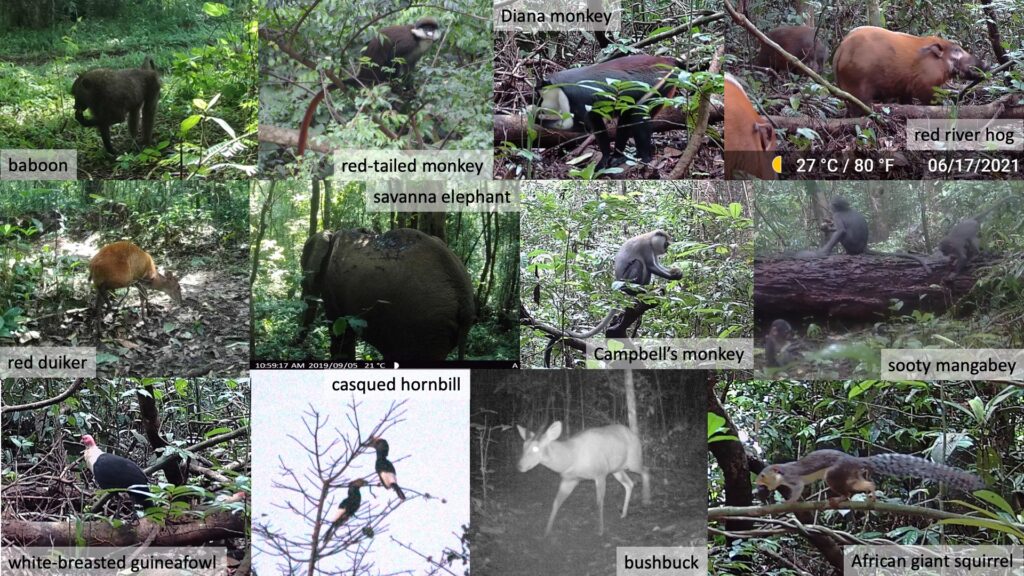 collage of photos of monkeys, birds hogs, deer and squirrel in the forest