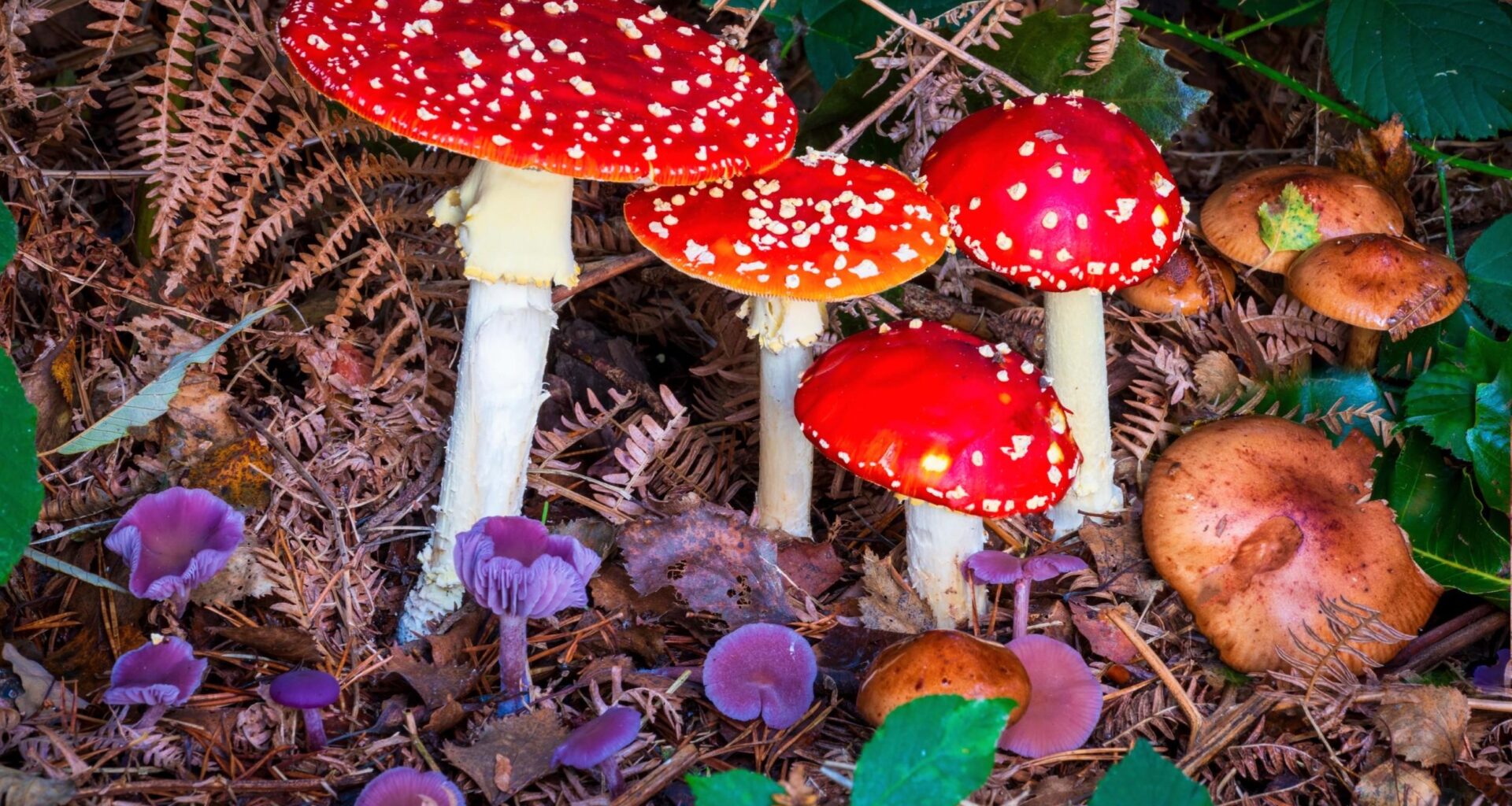 Some forest fungi tear themselves apart to save carbon