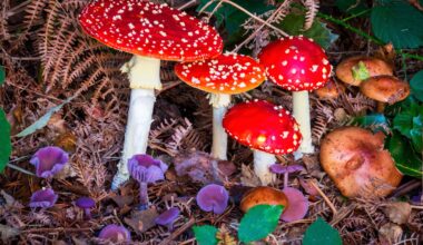 Some forest fungi tear themselves apart to save carbon