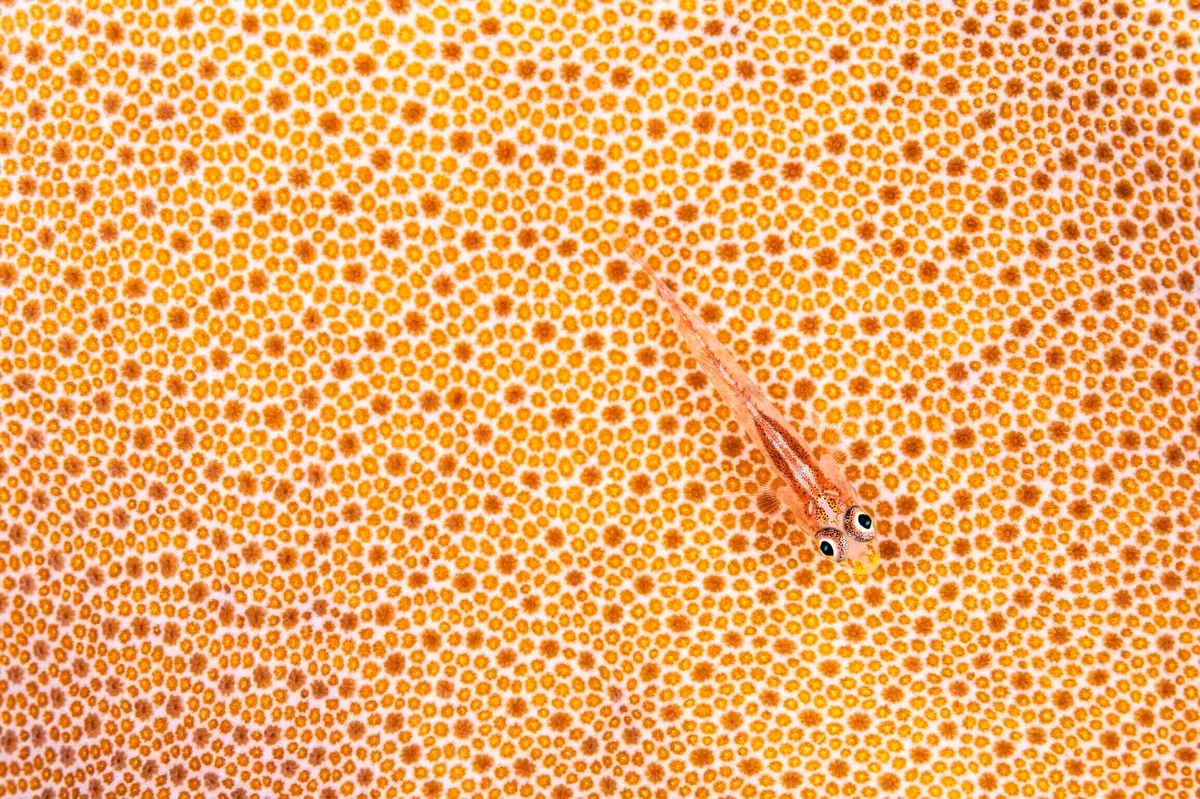 GOLD Simon Biddie_Ghost of the reef