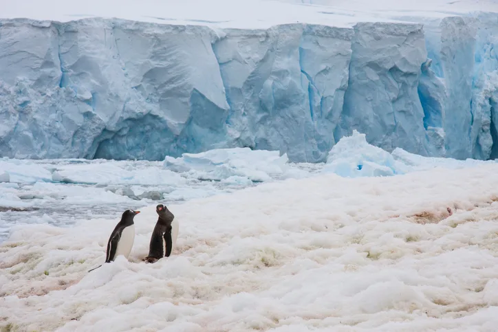 gentoo penguins in antarctic peninsula
