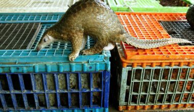 Malaysian resort owners face jail and fine over ‘exotic’ pangolin menu for tourists
