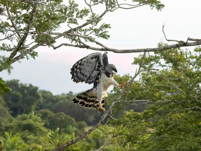 Harpy eagle in tree