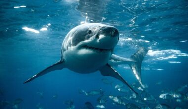 Large white shark looks straight into the camera. Captured in the clear blue waters of South Australia.