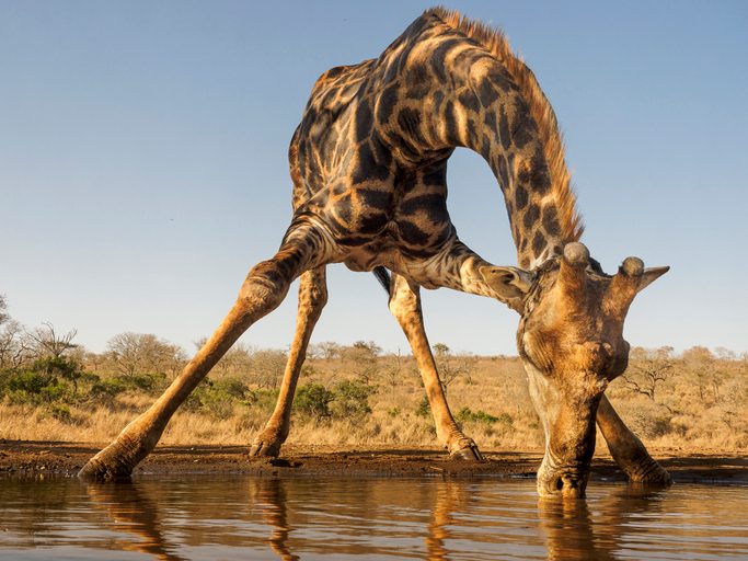 Giraffe drinking at watering hole