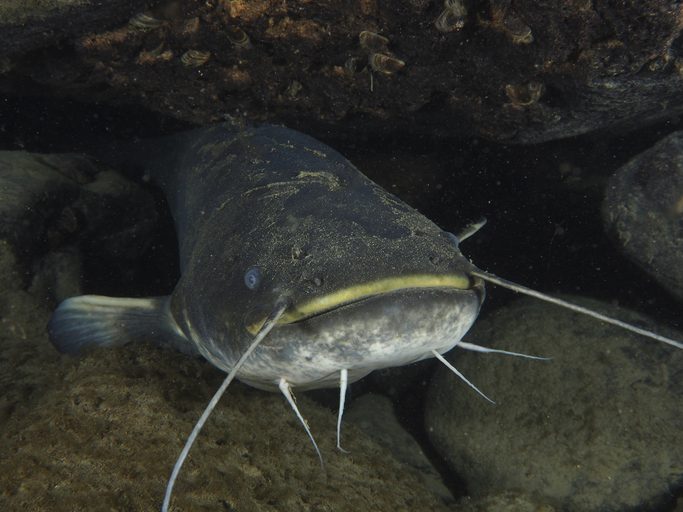 Wels catfish