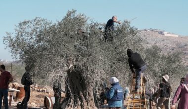 Illegal settlers uproot hundreds of olive trees, assault Palestinians across occupied West Bank – Middle East Monitor