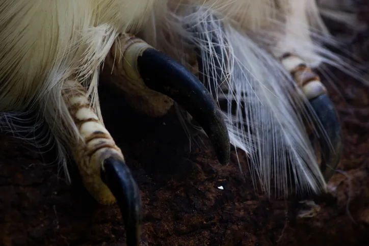 Harpy eagle talons