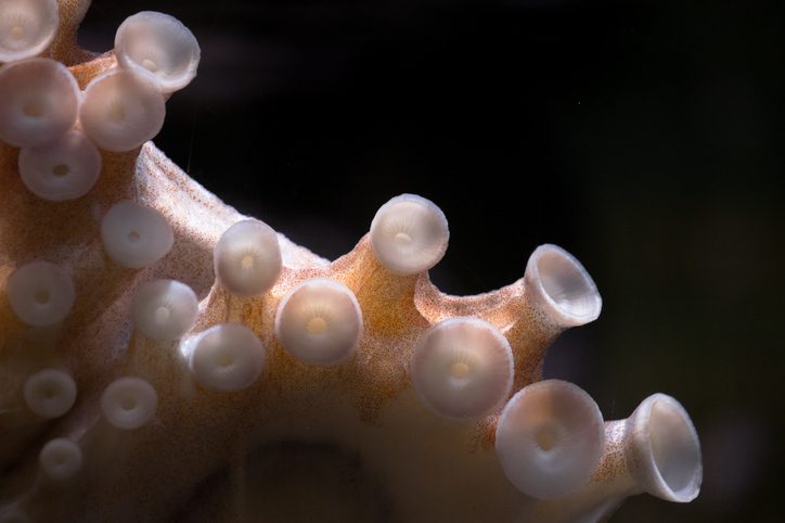 An octopus tentacle
