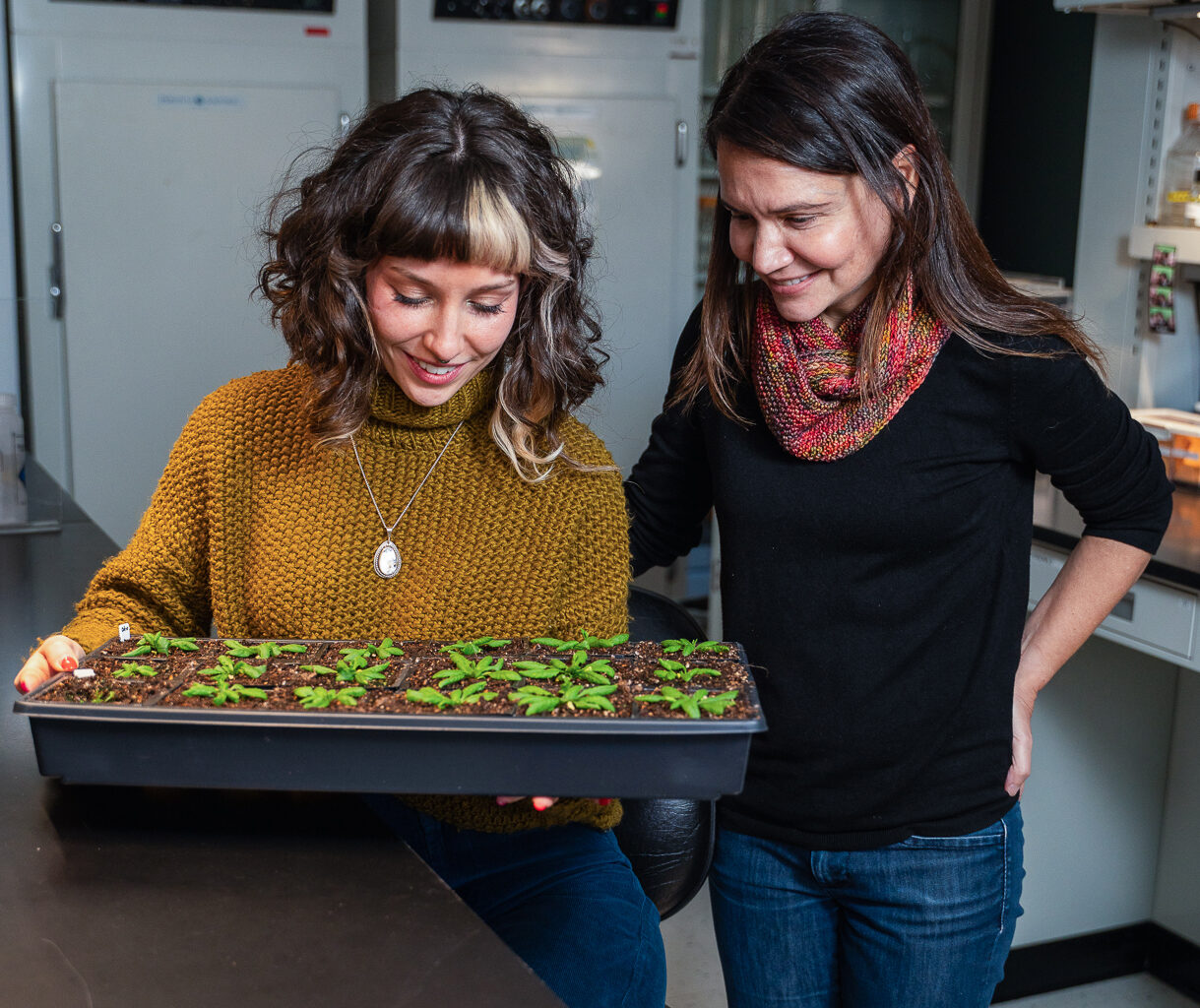 Plant hormone therapy could improve global food security