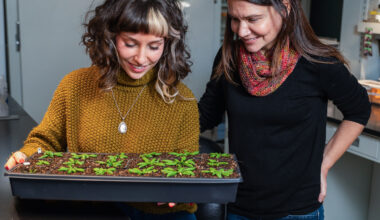 Plant hormone therapy could improve global food security