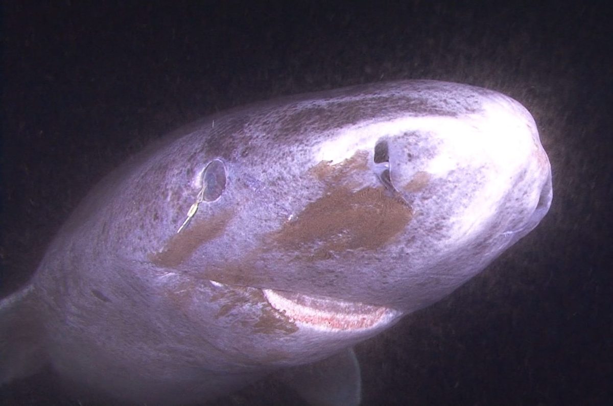Greenland shark