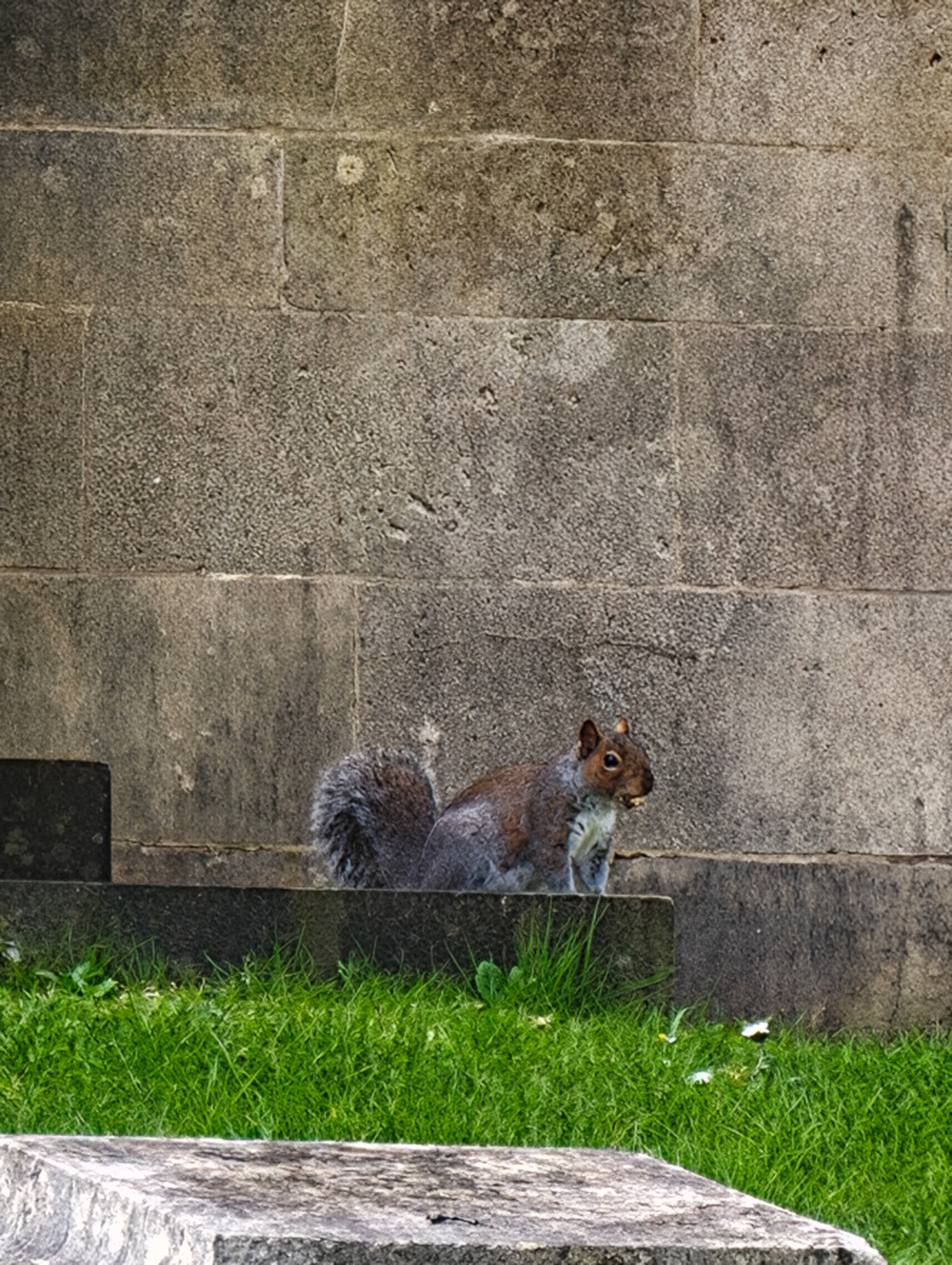 A photo taken on a Leica Leitzphone 200MP smartphone camera