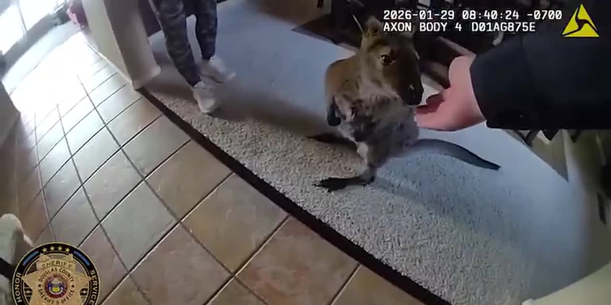 ‘Highlight of my year:’ Deputies catch wallaby on the loose in Highlands Ranch neighborhood