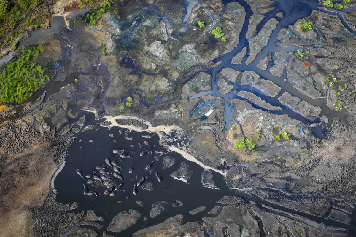 Aerial view of a group of hippos