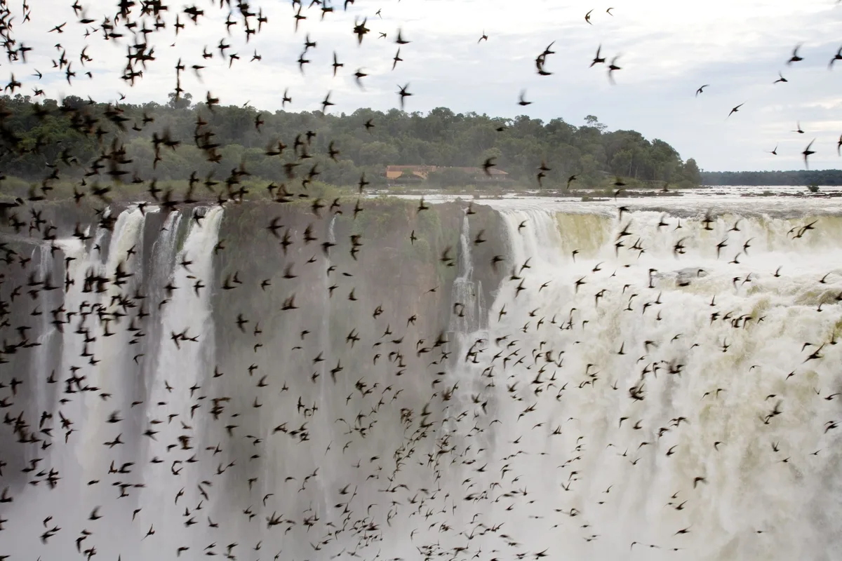 Hundreds of great dusky swifts flocking at Iguazu Falls