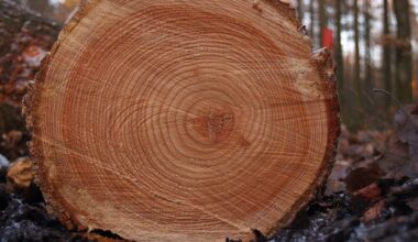 Tree rings seen in a cross section of a trunk of a tree (Credit : Arnoldius)