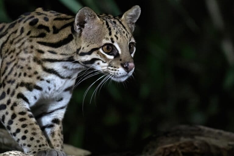 Between 2015 and 2021, more than 400 ocelots were seized by or surrendered to Colombian authorities.