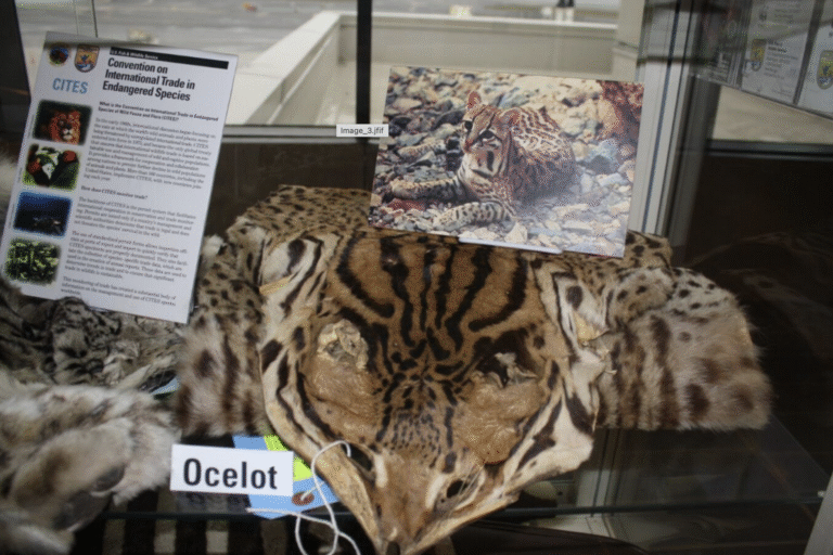 Ocelots and other small cat species are trafficked alive but are also killed for their skins and other parts.