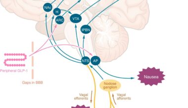 Central mechanisms by which peripheral GLP-1RAs may reduce appetite or induce nausea. Peripheral GLP-1 or GLP-1RAs may interact with appetite-regulating regions of the brain via gaps in the blood-brain barrier, via tanycyte uptake, or indirectly via the nodose ganglia. The effects to slow gastric emptying, induce nausea, and reduce energy intake are independent. AgRP, agouti-related peptide; AP, area postrema; ARC, arcuate nucleus; BBB, blood-brain barrier; CART, cocaine- and amphetamine-regulated transcript; H, hypothalamus; lPBN, lateral parabrachial nucleus; NAc, nucleus accumbens; NPY, neuropeptide Y; NTS, nucleus tractus solitarius; POMC, proopiomelanocortin; VTA, ventral tegmental area.