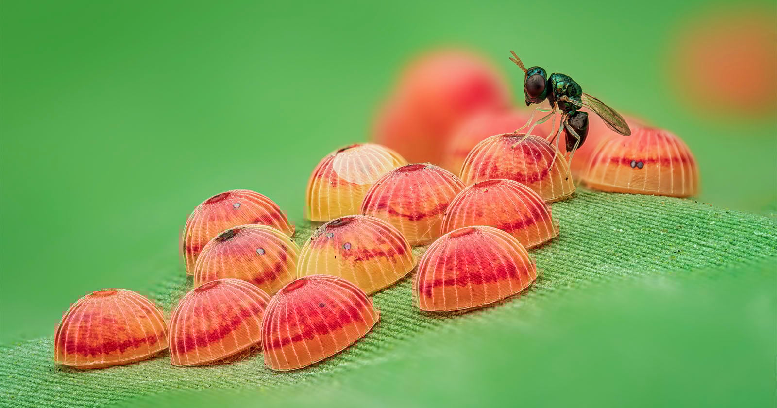 Photo of Parastic Wasp Preying on Butterfly Eggs Wins Entomological Society Competition