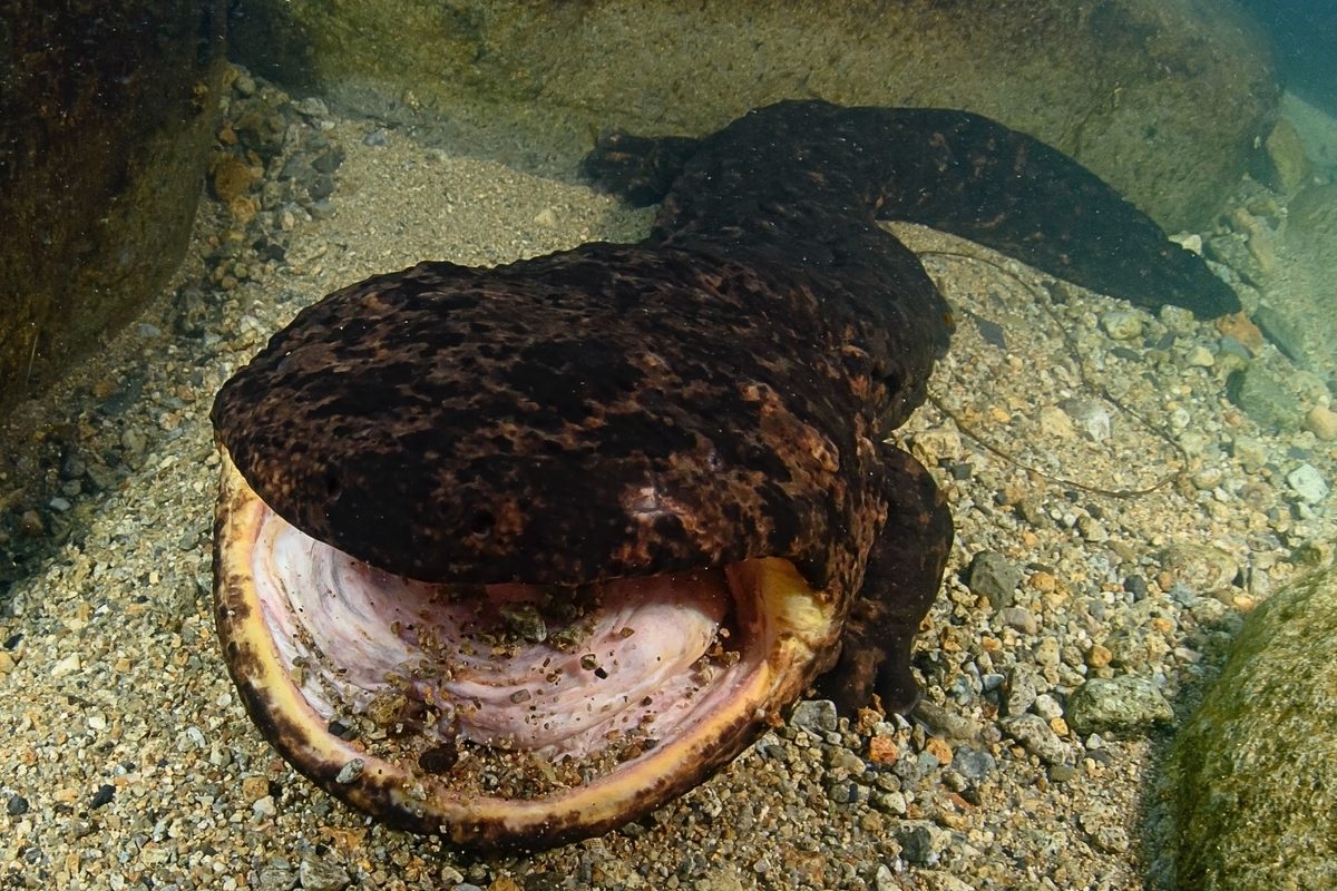 Japanese giant salamander