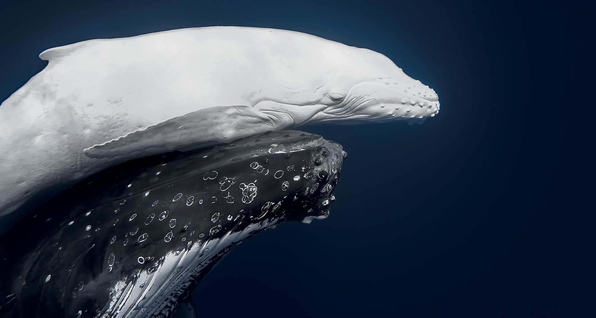 Rare 1-in-40,000 white humpback whale calf photographed for the first time in Tonga wins prestigious nature photo competition