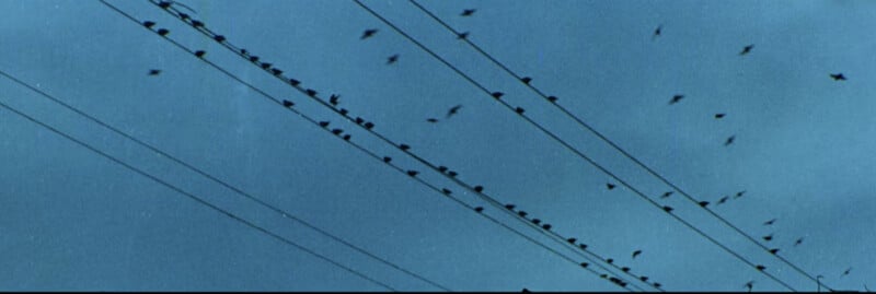 A group of birds on wires.
