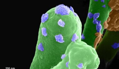 Scanning Electron Microscope image of the Sporosarcina pasteurii bacteria interacting with surounding minerals. Credit - Aloke Lab, IISc