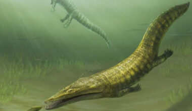 Lost 'sea monster' fossils reveal global ocean takeover
