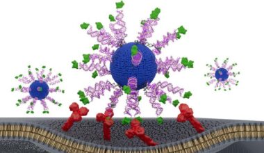 Antigen Orientation Boosts HPV Cancer SNA Vaccine, Slows Tumors in Models