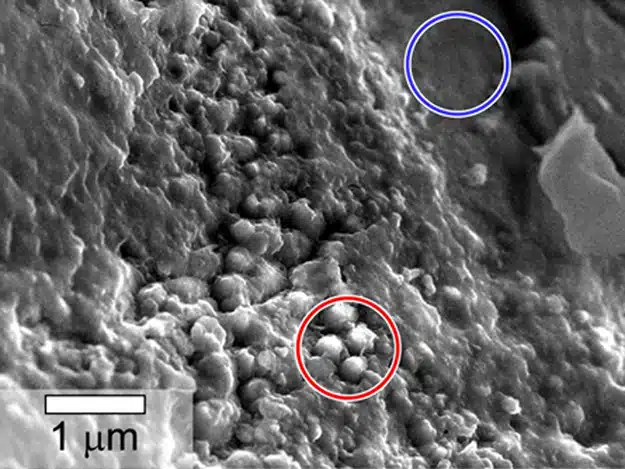 Martian Meteorite Sem Shows Spheroids In Iddingsite.