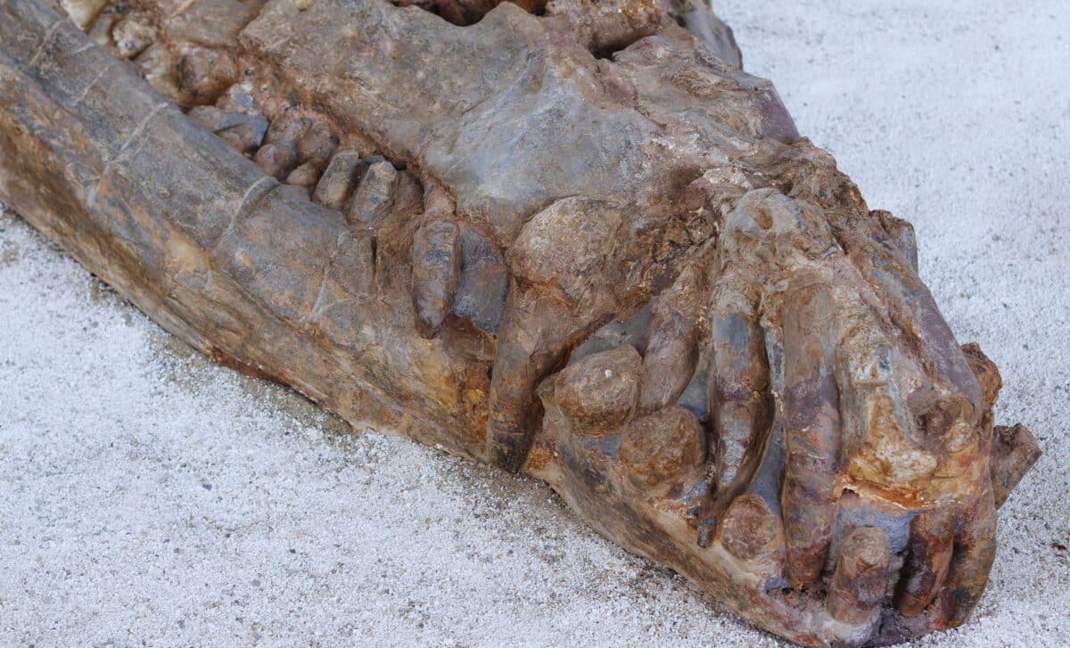 Meet The 31 Foot Giant Crocodile That Dominated Prehistoric Waters And Ate Dinosaurs