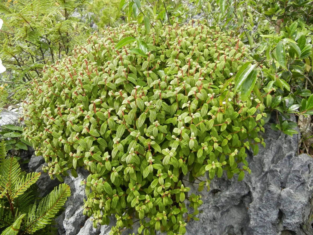 Melastomes in Haiti