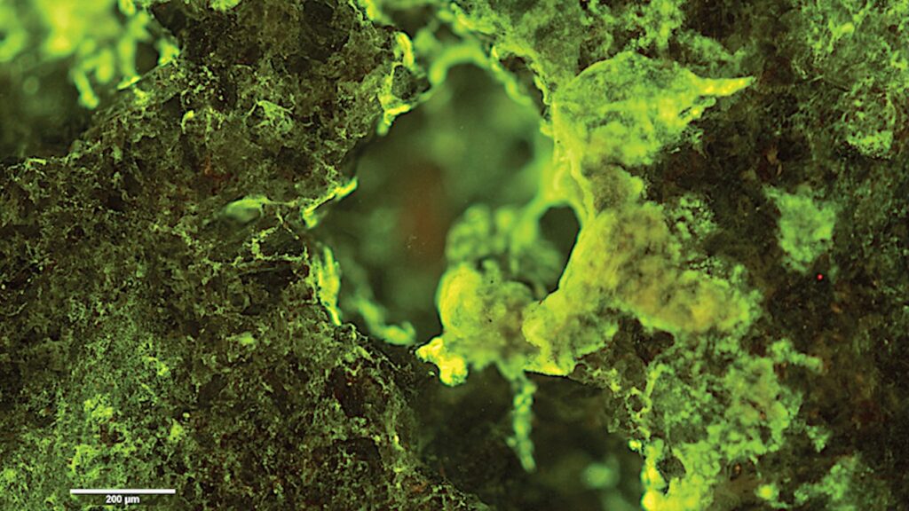 Preflight fluorescence microscopy image of microbial biofilm, Sphingomonas desiccabilis, growing on a slide of basalt rock as part of the Biorock experiment. Organisms are stained with a DNA binding dye. Credits: NASA