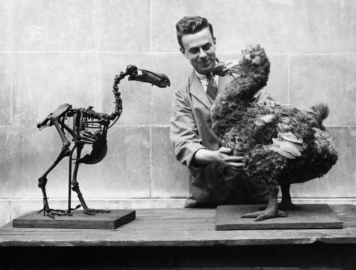 Museum worker with model dodo