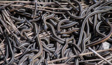 Garter snakes cluster together in the Narcisse Snake Dens as they emerge in spring, creating one of the regionâs most notable wildlife events. This close-up captures the movement and density of the snakes within the den.